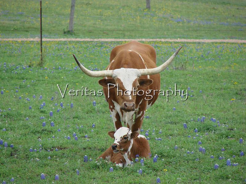 Texas Spring 042.jpg